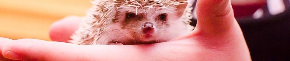 Sonic Revolution in Pictures!