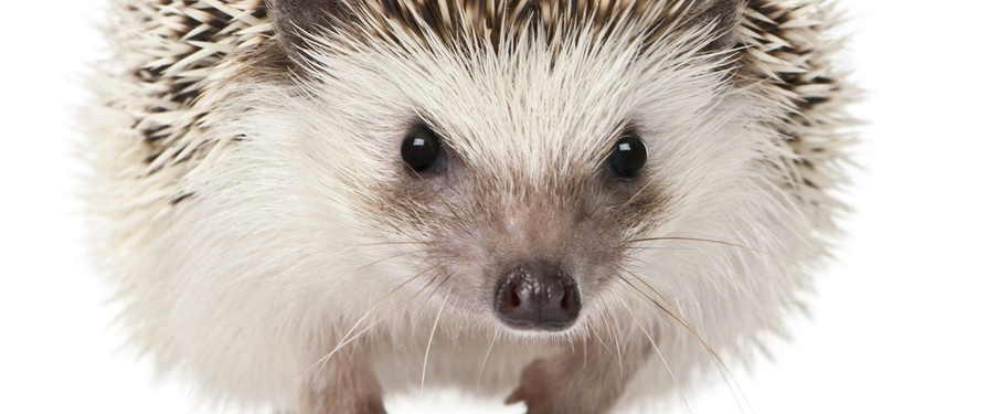 Sonic Adventure 2 US Commercial Feature Hedgehog Experiments